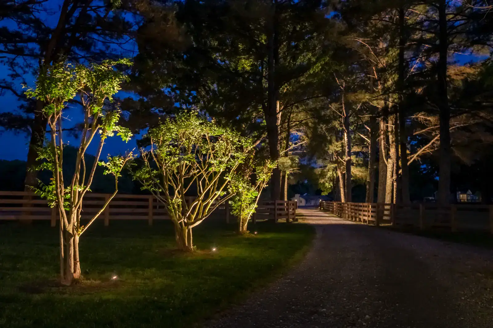 Landscape lighting illuminating crape myrtle trees along a gravel driveway at night in Middle Tennessee by Light TN