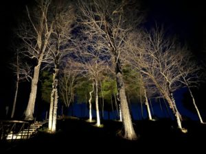 Tree Outdoor Lighting